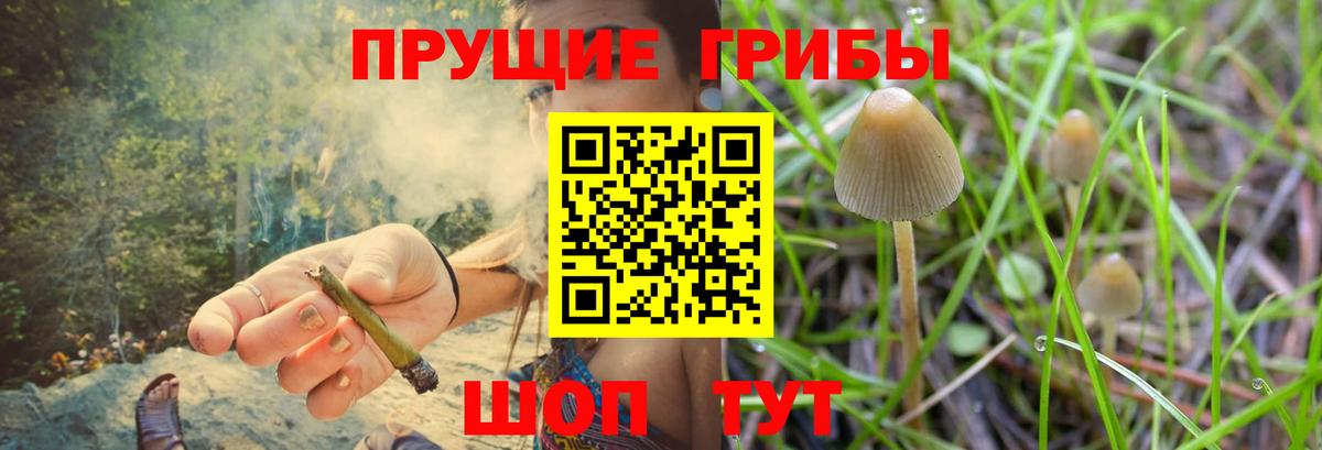 Галлюциногенные грибы Psilocybe  Вход с VPN  Кингисепп 